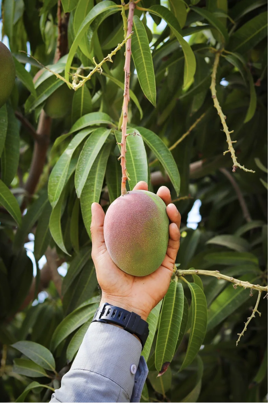 Fruit orchard managed with responsible practices