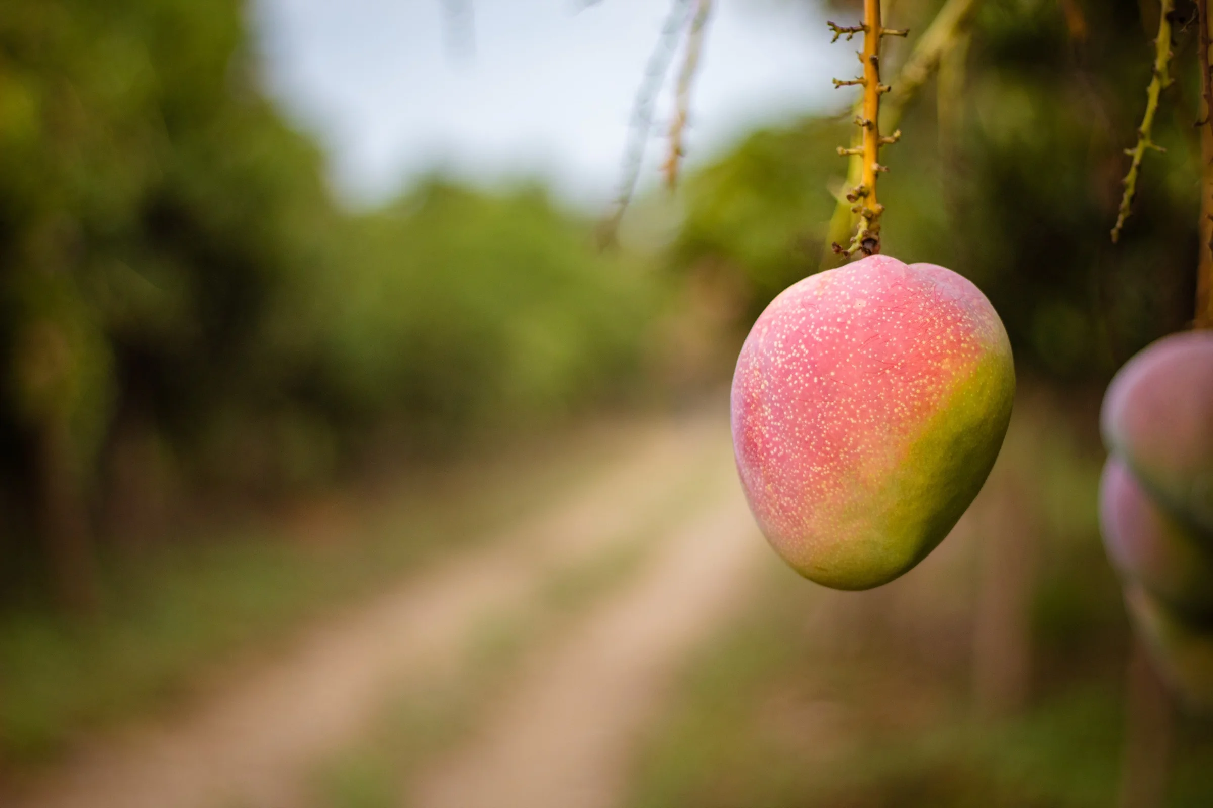 Mango ripening on the tree