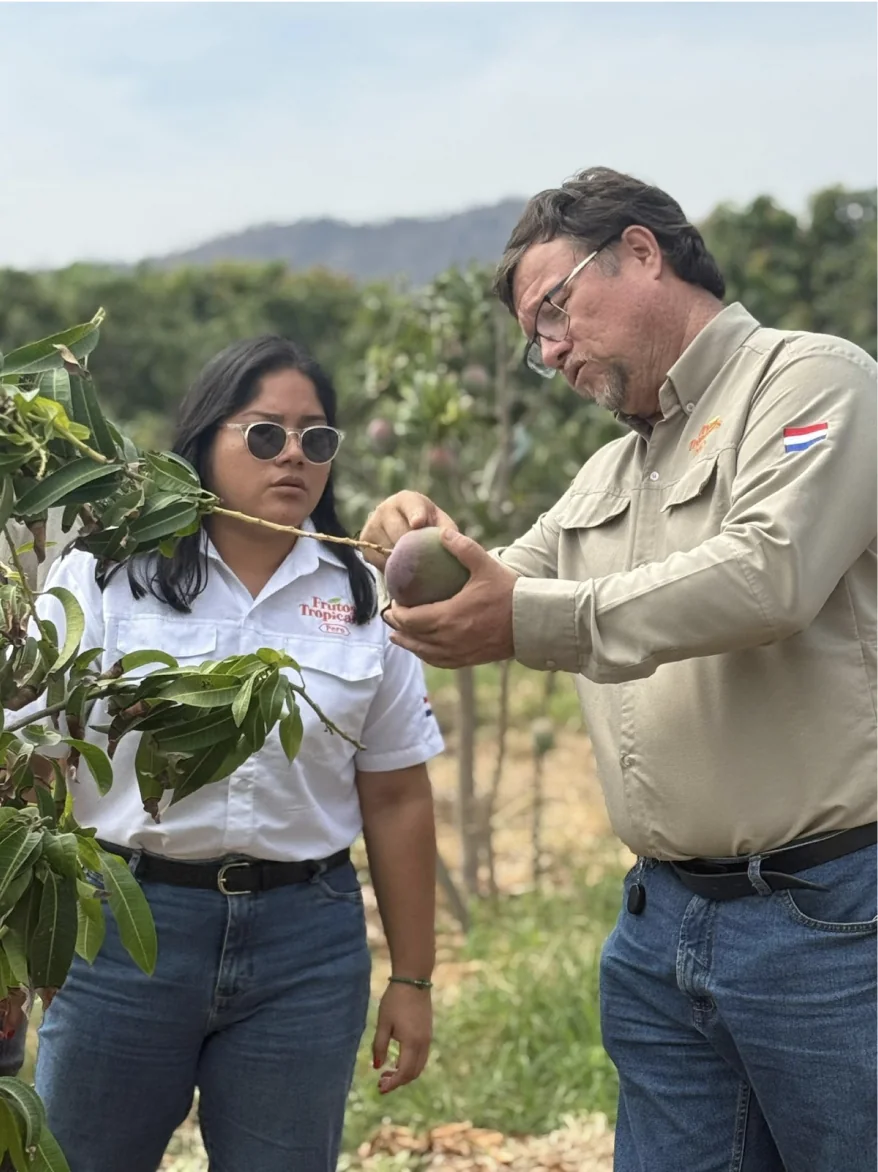 Mango orchard at origin