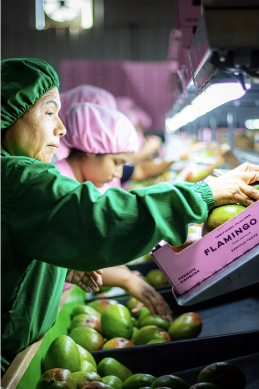 Fruit sorting and packing at origin
