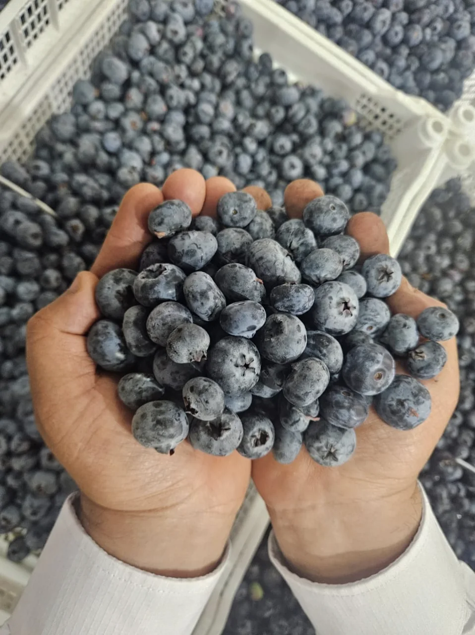 Fruit growing at origin in Peru