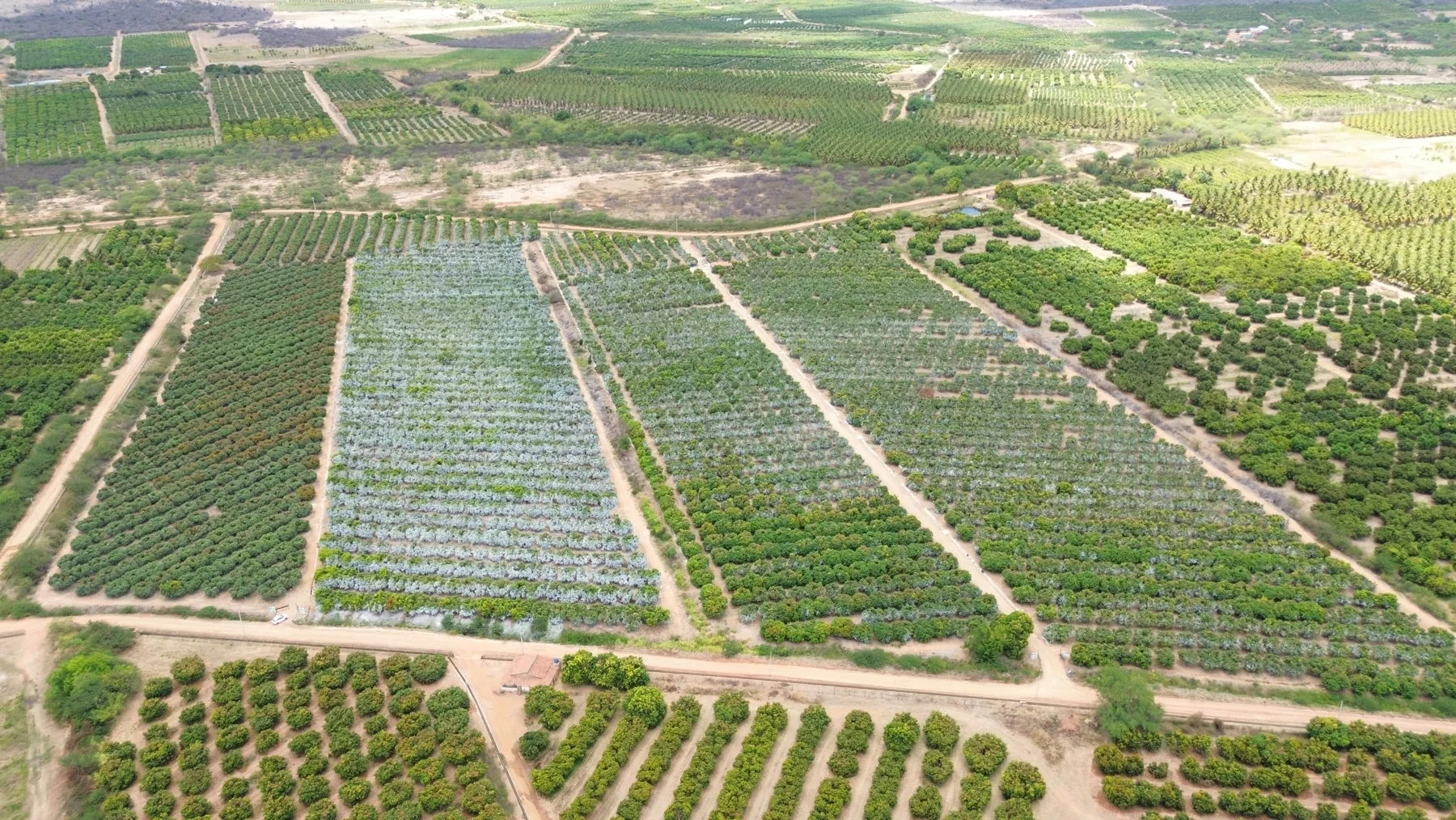 Tropical fruit farms extending across the landscape in Brazil