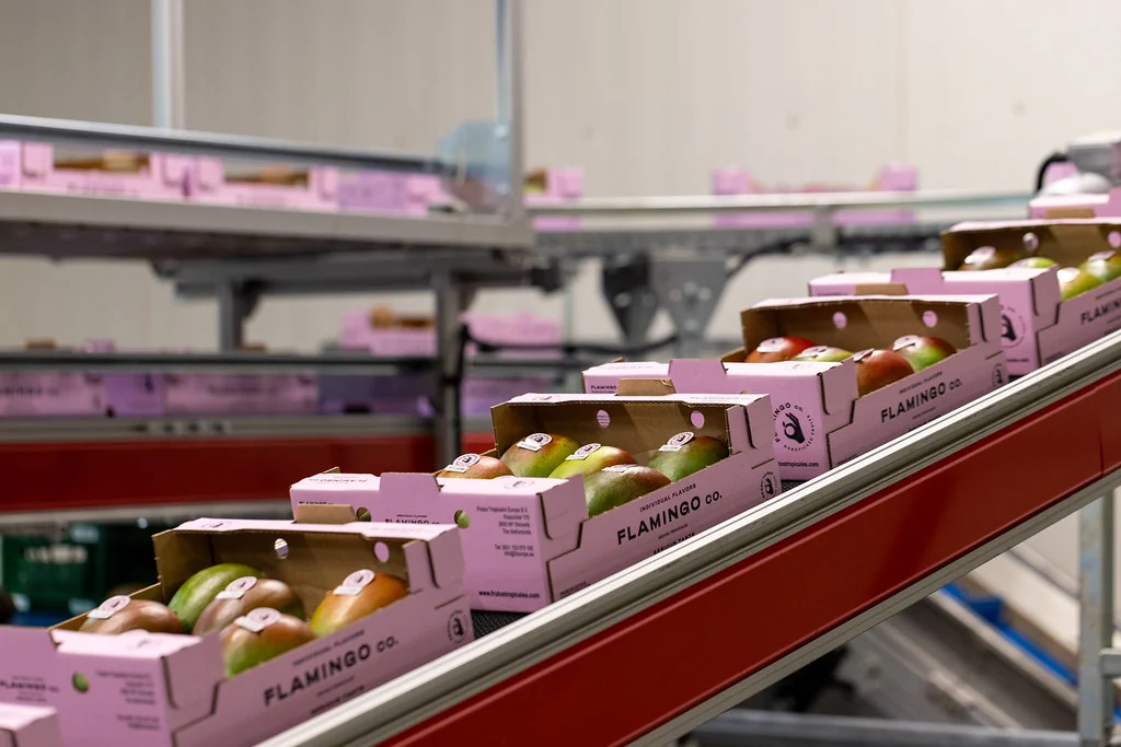 Flamingo mango cartons moving along the packing line