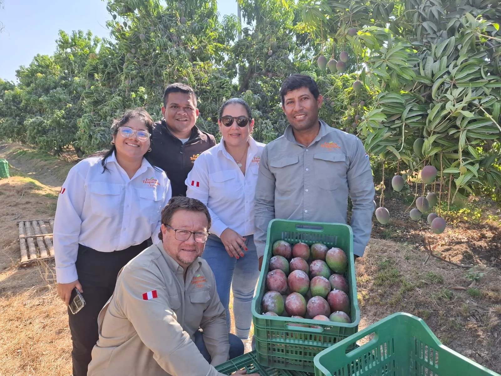 Frutos Tropicales team holding mango crates in the orchard