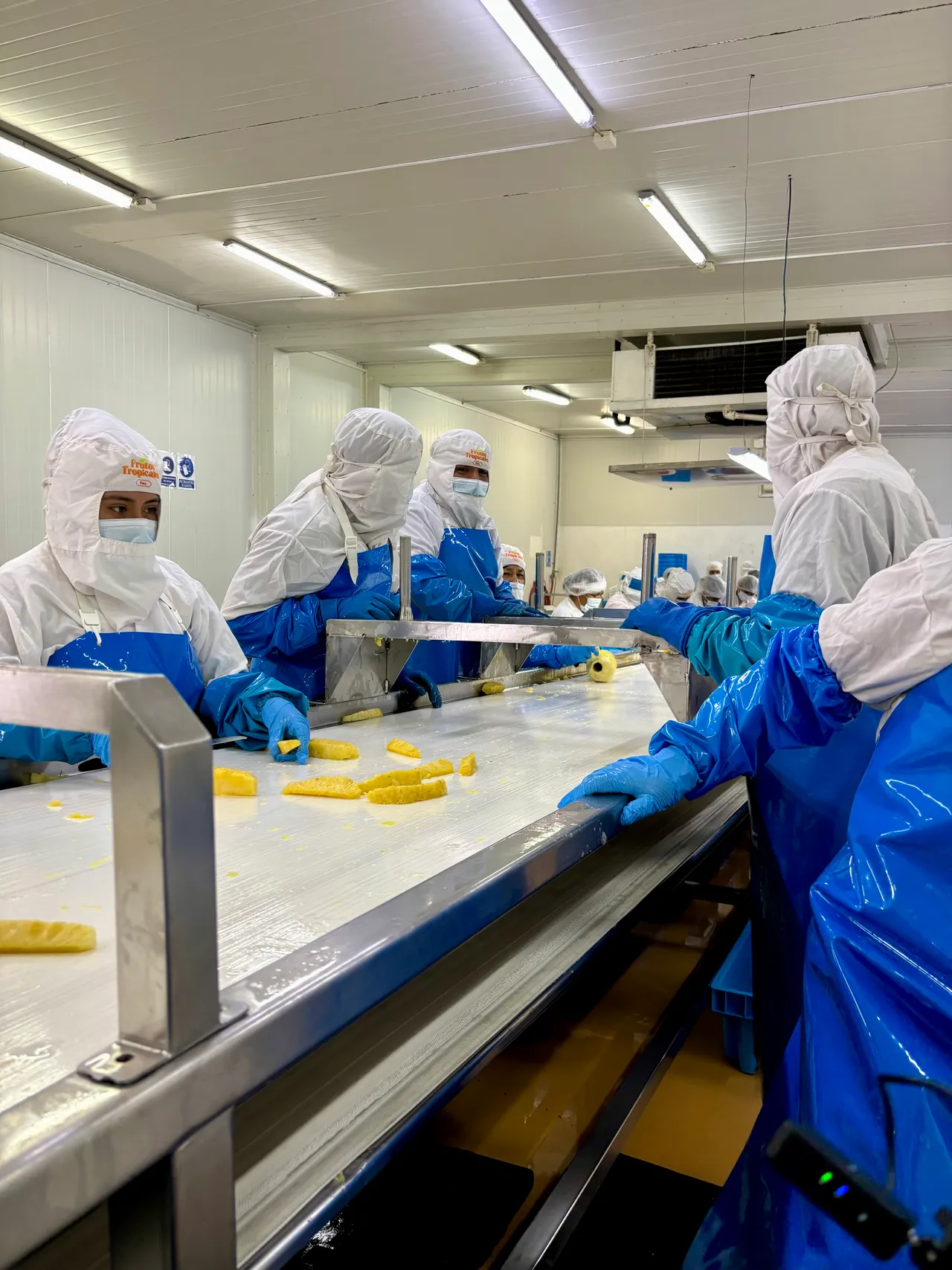 The processing team preparing pineapple on a stainless-steel production line