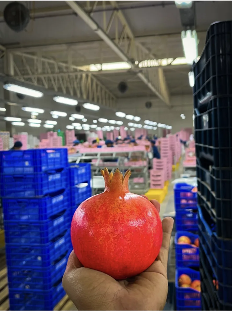 Pomegranate and produce crates inside a handling facility