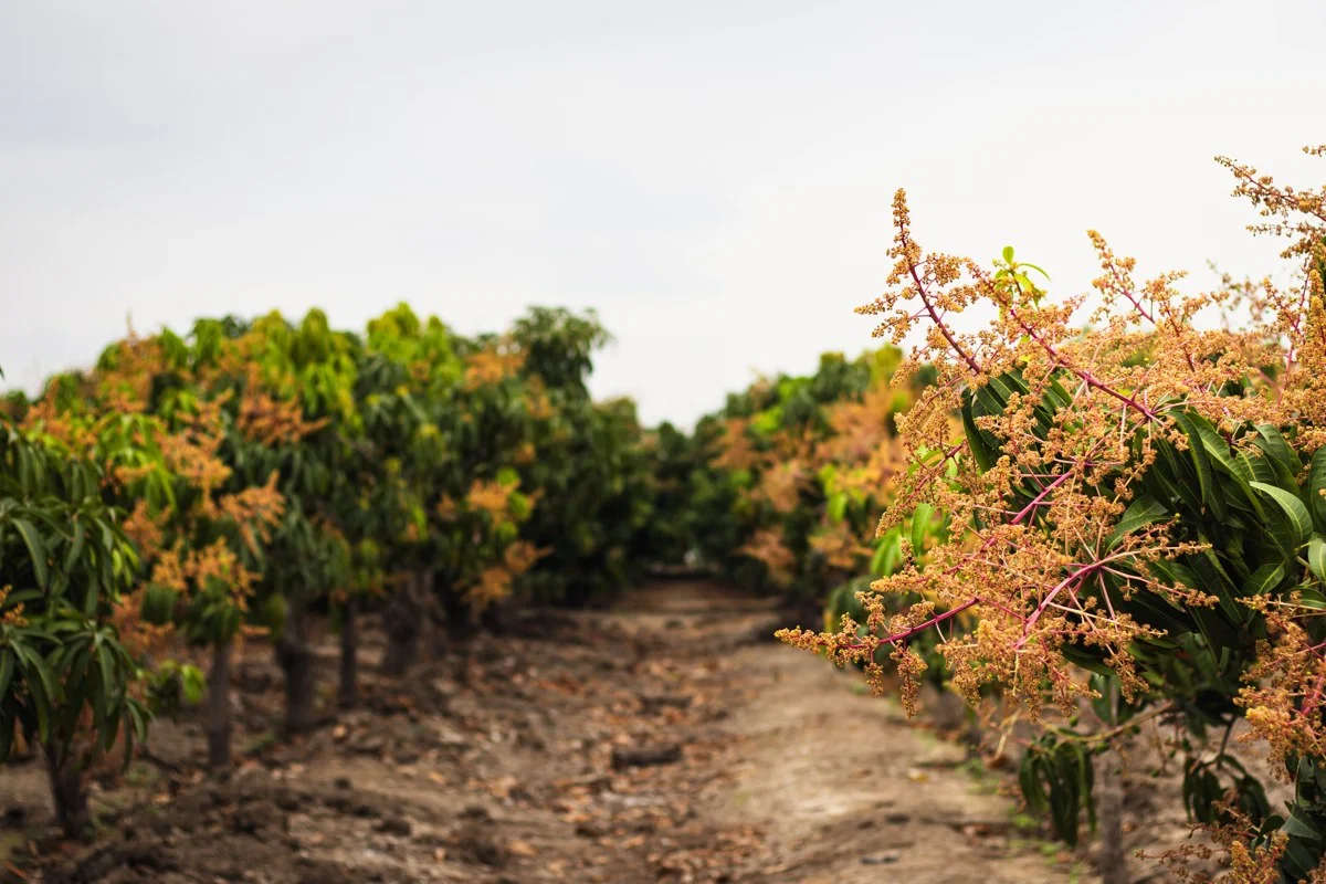Tropical fruit orchard at origin