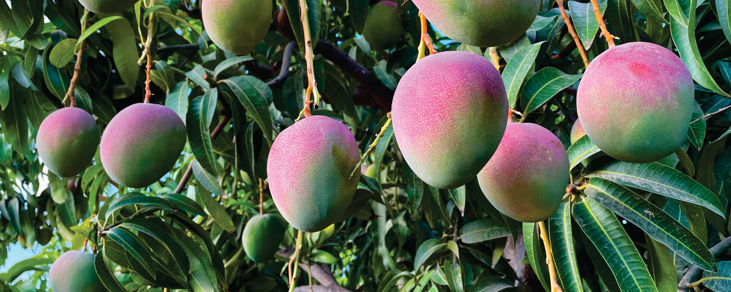 Mangoes growing among green leaves on trees at origin